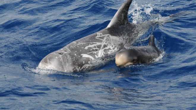 Research into the impacts of climate change on the Risso’s dolphins in the Azores waters near Portugal