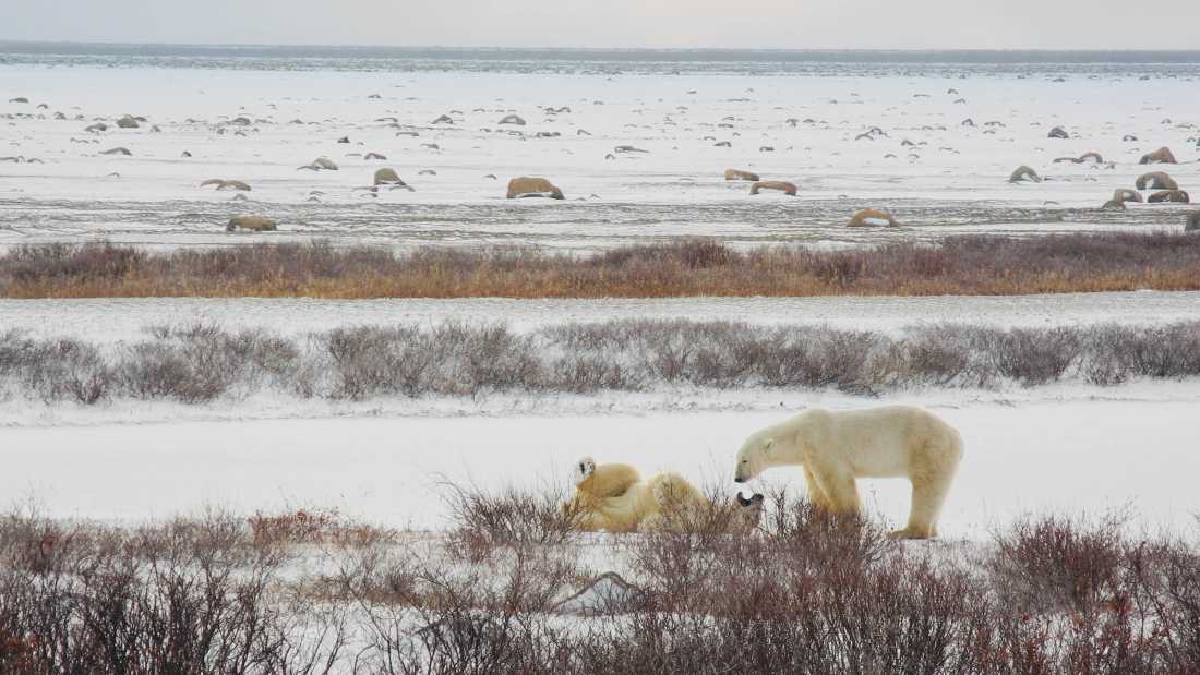 Polar bear fur reflects light and makes them blend into snow and sea ice. | Robin Esrock