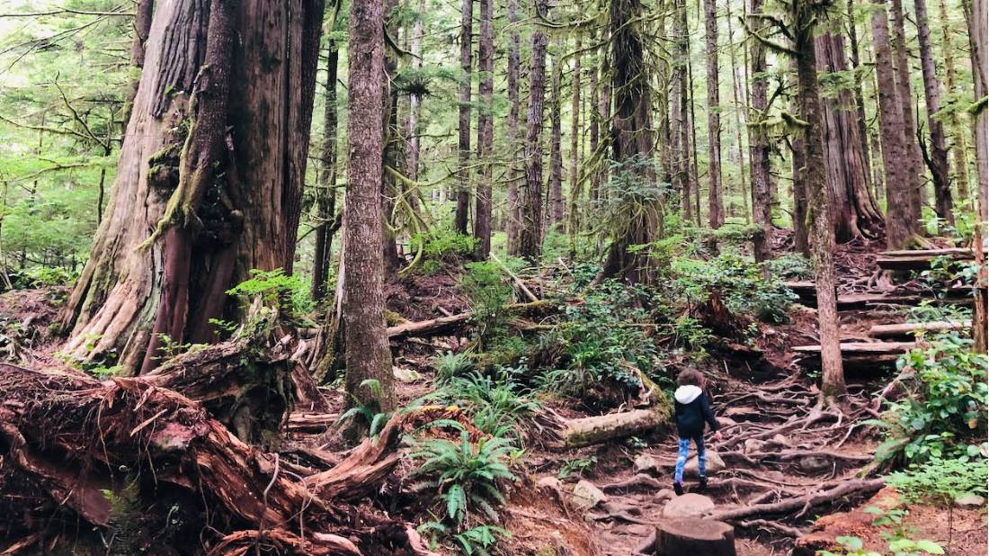Soak in the wilderness area of T’l’oqwxwat, aka Avatar Grove, near Port Renfrew, BC | <i>Robin Esrock</i>