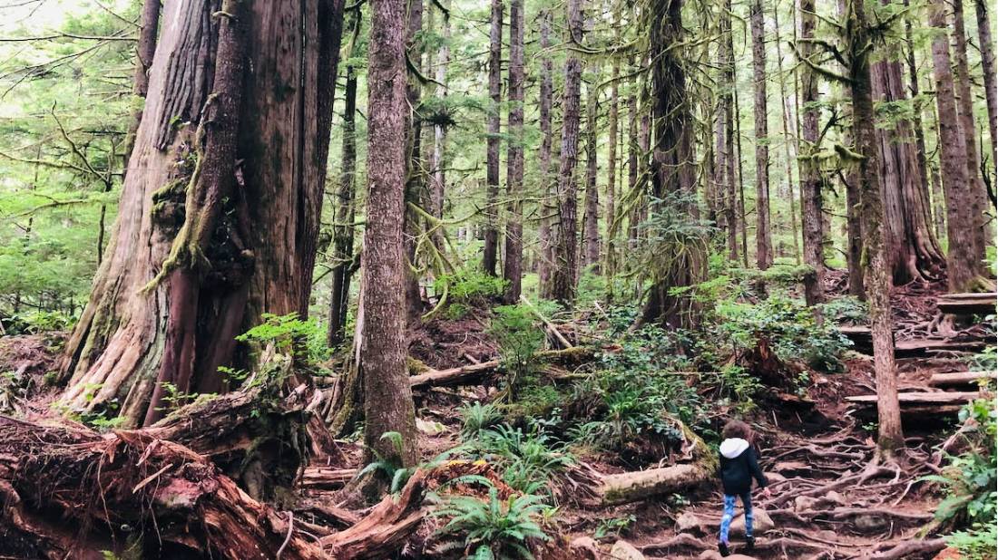 Soak in the wilderness area of T’l’oqwxwat, aka Avatar Grove, near Port Renfrew, BC | Robin Esrock