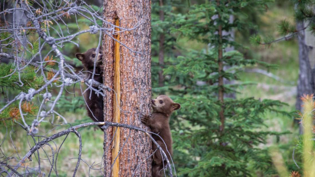 Black Bear cubs in the Rockies | Parks Canada • Parcs Canada