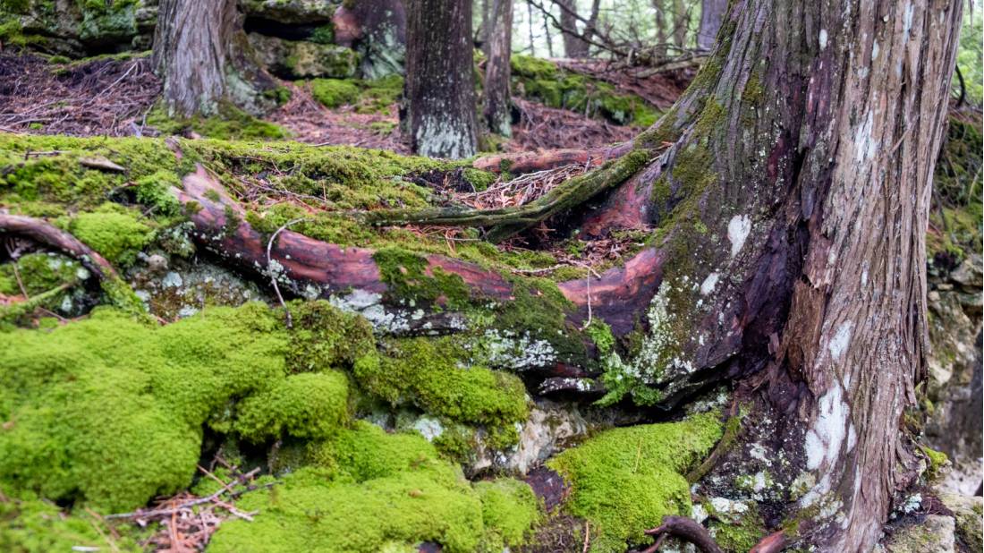Fascinating forest ecosystem on the Bruce Peninsula, Ontario | <i>Elise Arsenault</i>