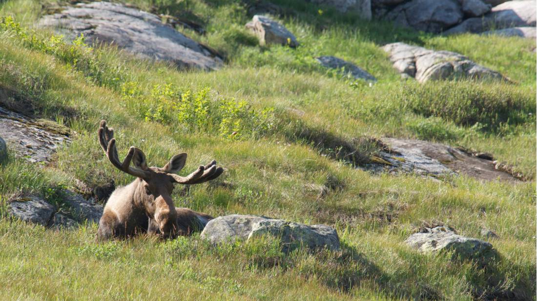 Spotting a bull moose while hiking in Newfoundland | <i>Newfoundland and Labrador Tourism</i>