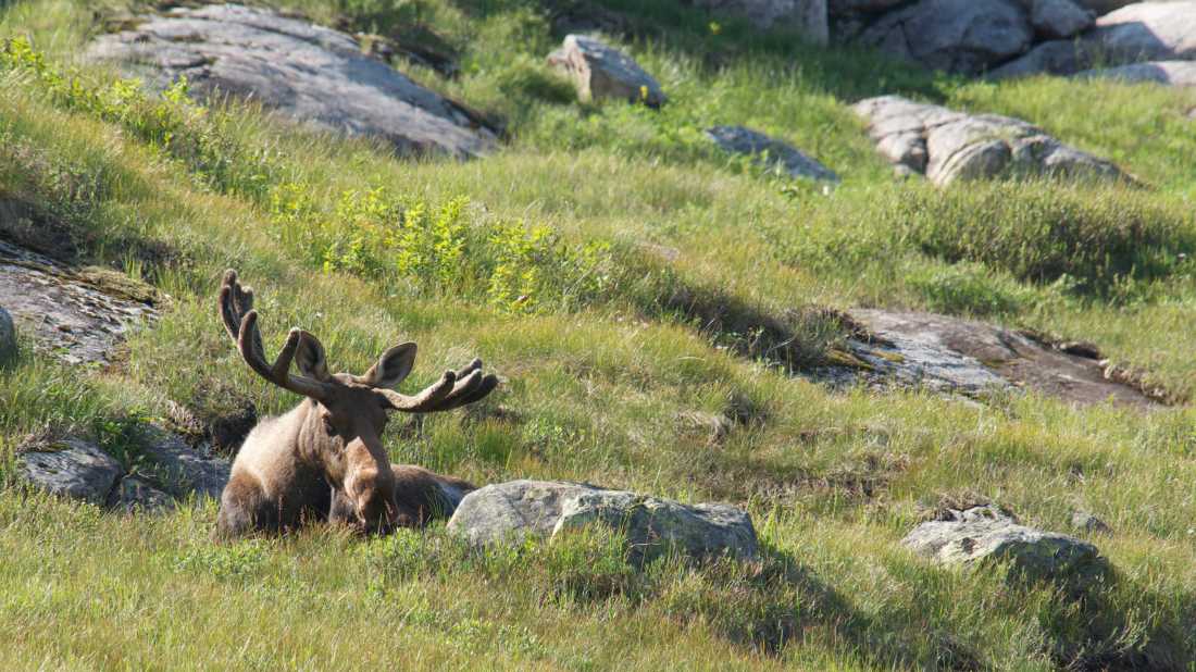 Spotting a bull moose while hiking in Newfoundland |  Newfoundland and Labrador Tourism