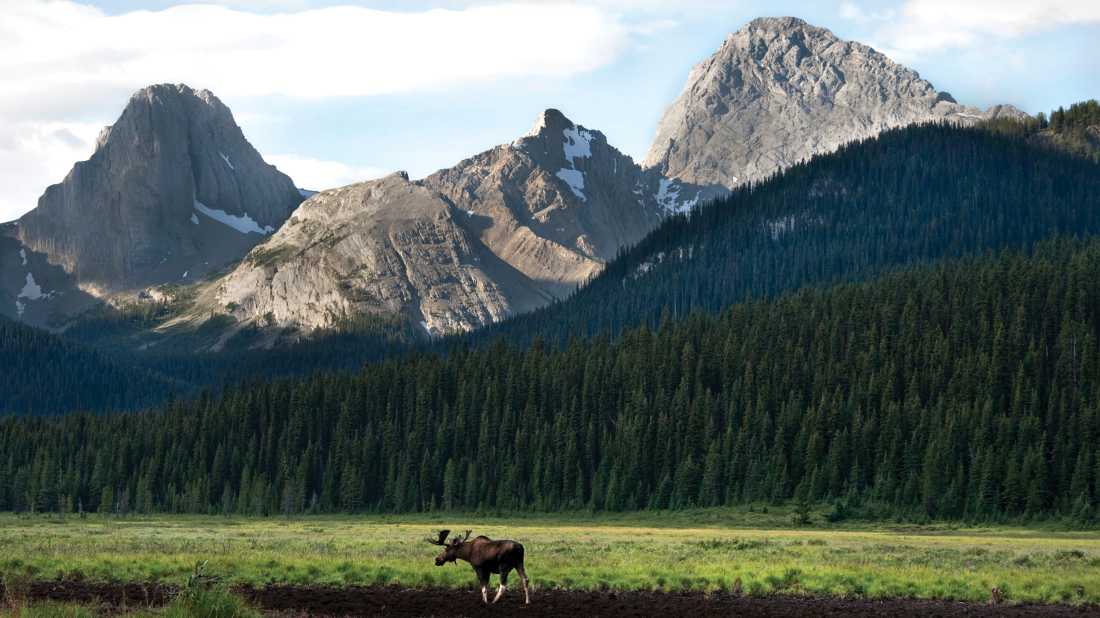 Bull moose in Kananaskis, Alberta |  Travel Alberta