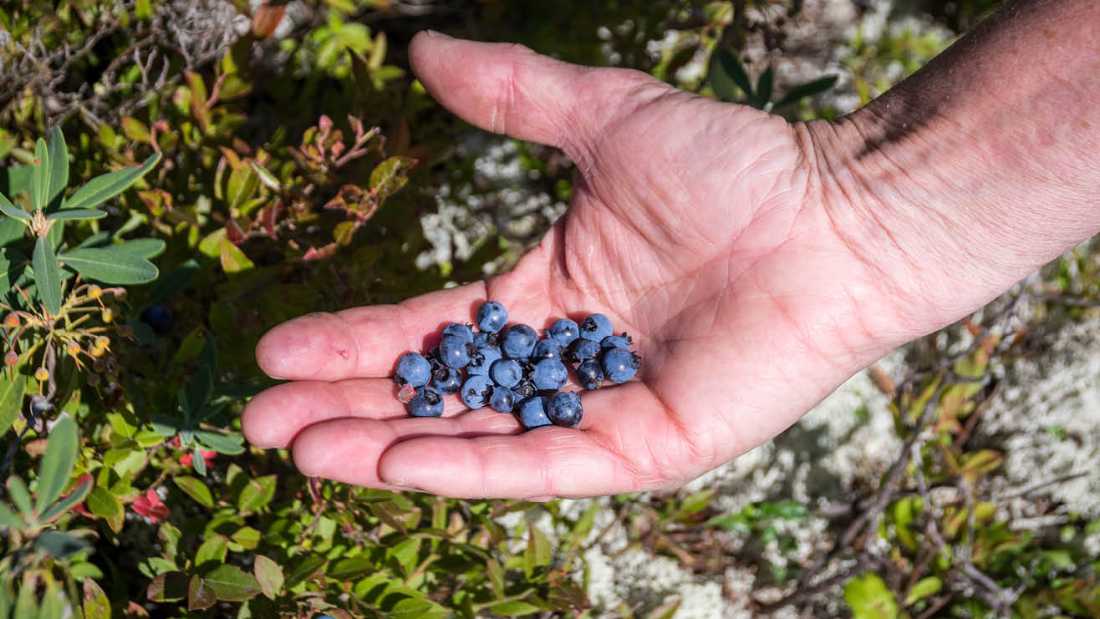 Blueberries grow wild in July and August throughout Quebec | Leigh McAdam