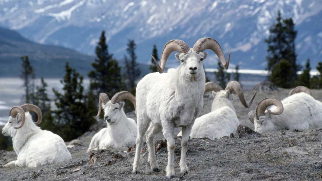 Admire the pretty white fur of the Dall sheep in subarctic mountainous areas of Yukon | Gov't of Yukon