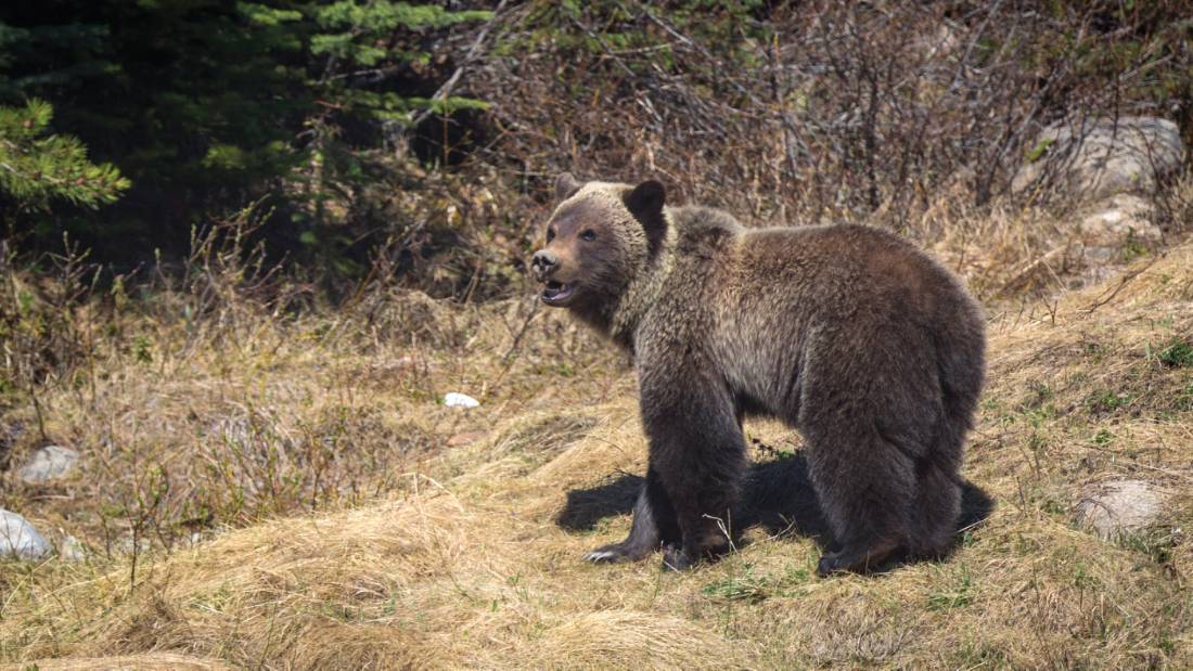 Grizzly bear cub in Jasper NP | <i>Ryan Bray</i>