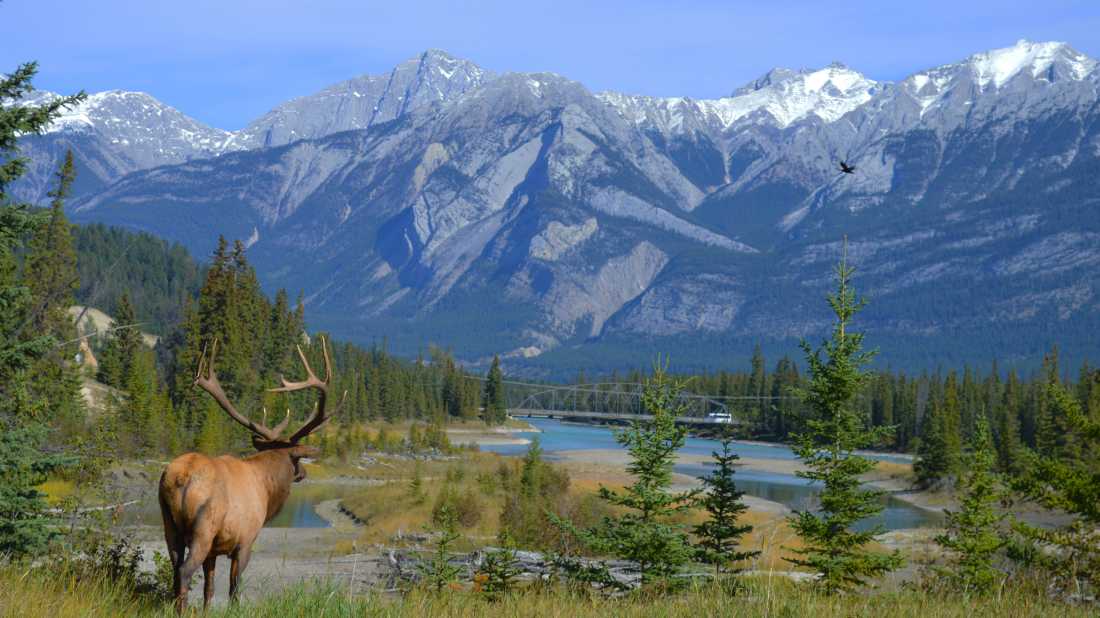 Elk looking at the mountains