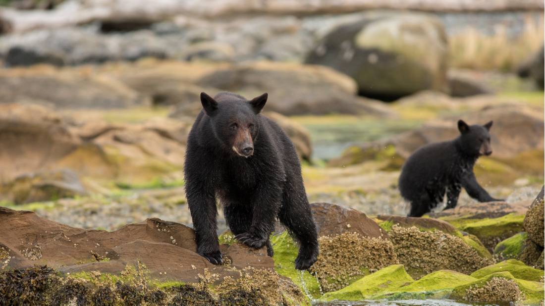 Black bears roam on Vancouver Island North | <i>Northern Vancouver Island Tourism/Steven Fines</i>