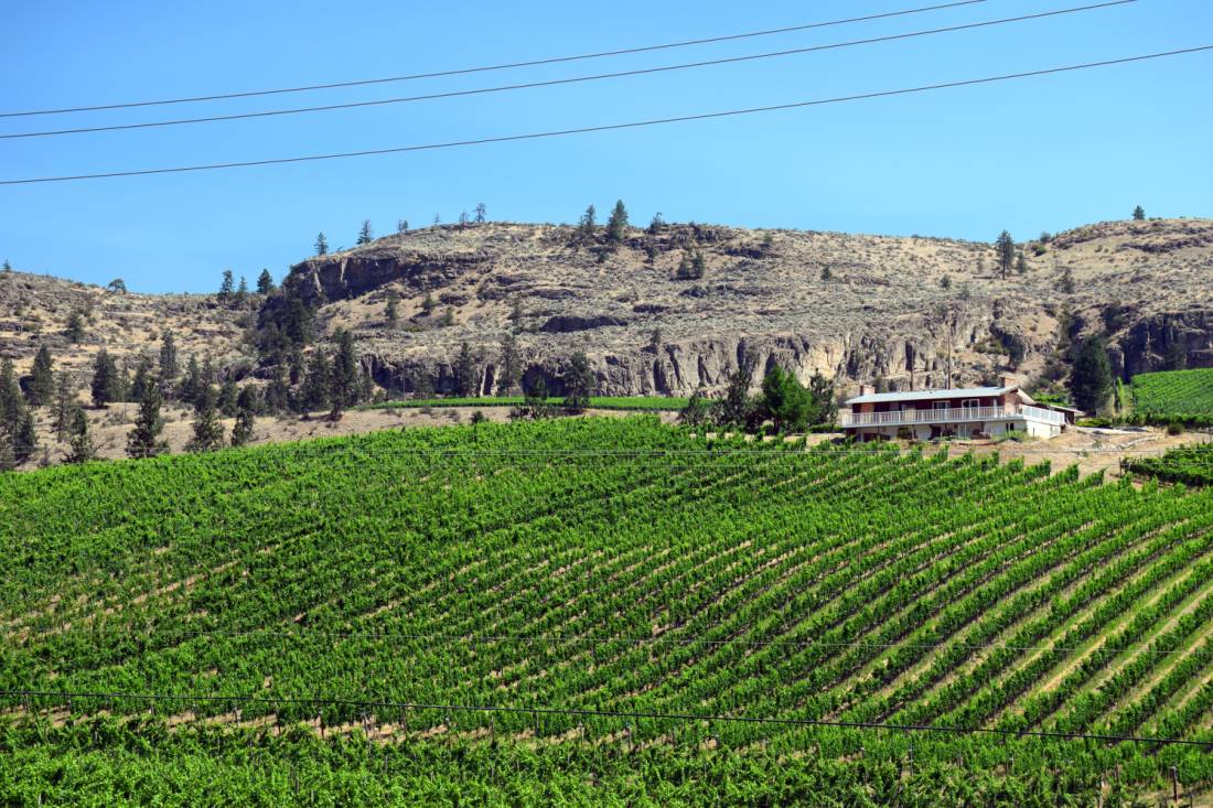 Vineyard in the Okanagan Valley | <i>Nathalie Gauthier</i>