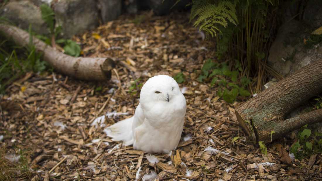 The snowy owl is Quebec's official avian emblem | Buck Taylor