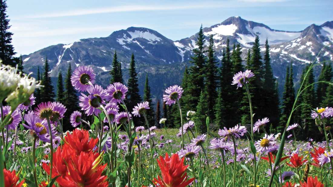 Alpine bloom with Raft Mountain in the background, Wells Gray PP