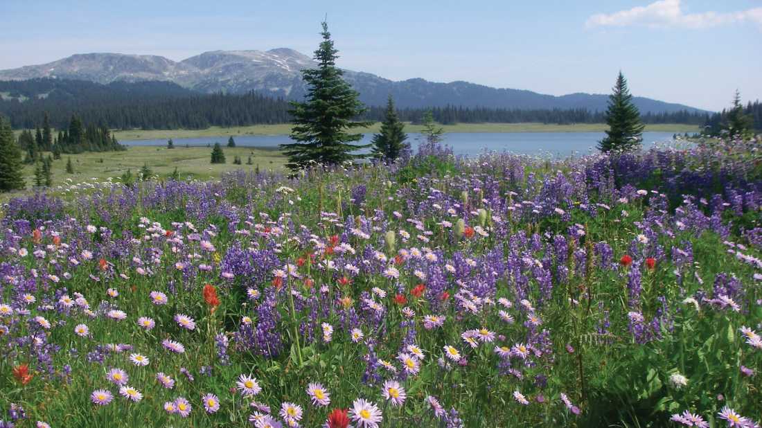 Colourful alpine blooms near Flight Lake, BC