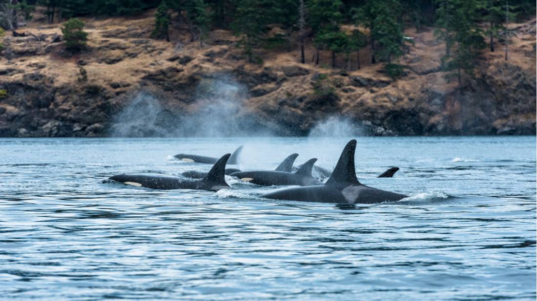 A pod of Orcas around Vancouver Island | <i>Destination BC/Reuben Krabbe</i>