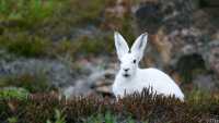 An Arctic Hare stays low on the tundra